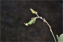 Crotalaria alata